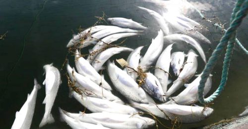 挪威厂泄毒入海 近10万鲑鱼死亡