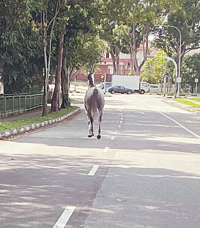 灰白马在马路上奔跑，引起公众注意。（受访者提供）