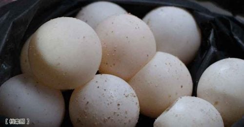 登政府将修法 明年料禁售海龟蛋