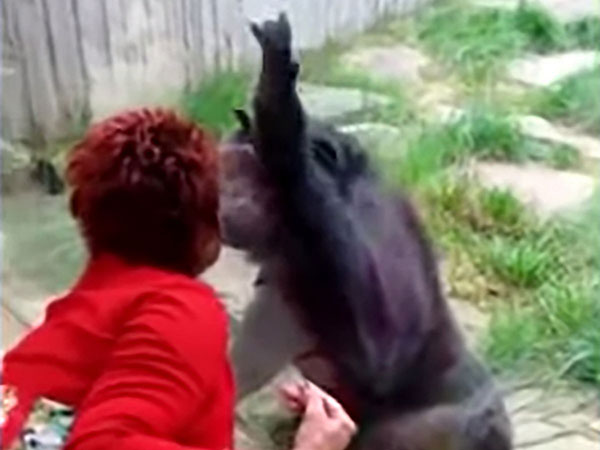 女子艾娣称和黑猩猩奇塔相爱，他们隔着玻璃互动、挥手、飞吻。