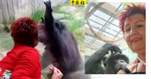 她与黑猩猩 人兽恋4年  动物园拆散 禁探访！