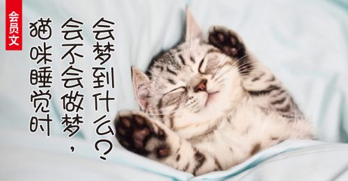 ◤会员文：宠物情缘◢为何猫咪爱睡觉？