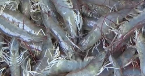 ◤全球大流行◢印度虾包装含病毒 中国拒收1000货柜 【内附音频】