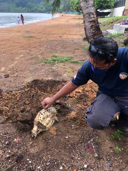 渔业局官员在测量海龟的体积及鉴定死因后，在海滩挖洞埋葬海龟尸体。
