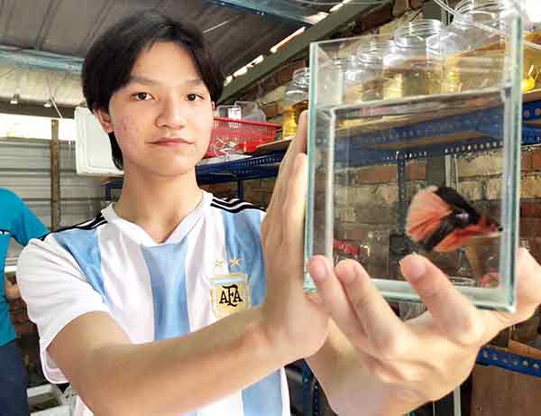 郑家勇告知，由于所饲养的斗鱼数量越来越多，才决定在网上出售斗鱼。