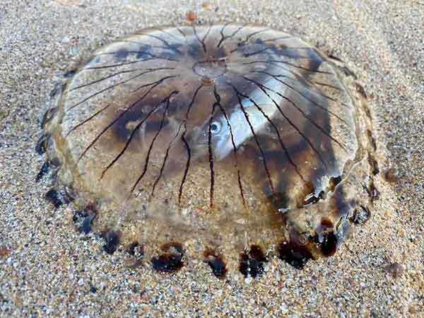 摄影师沃特金日前在浅滩上看到一只水母，其透明的体内夹着一只小鱼，引发网友热议。
