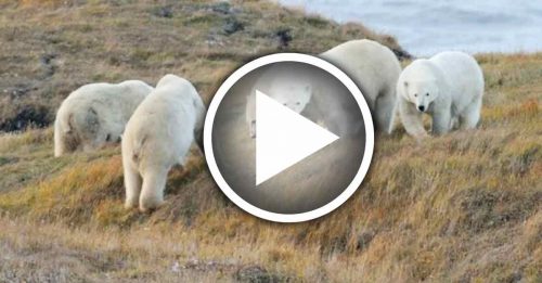浮冰融化无法“出远门” 北极熊被迫近亲繁殖