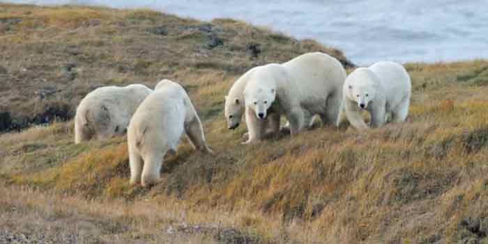 北极熊因活动范围大缩小而被迫近亲繁殖。