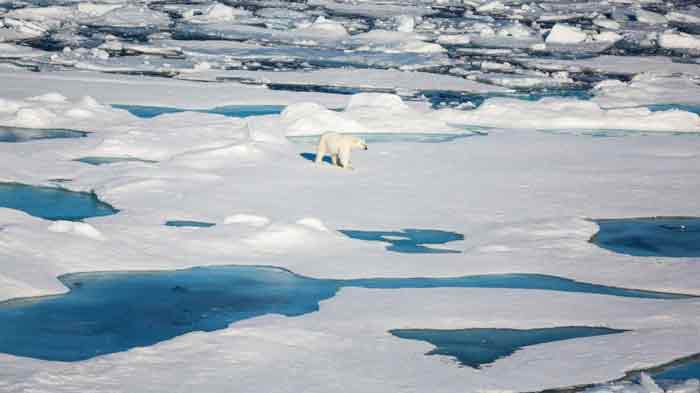 北冰洋浮冰融化速度令人担忧。