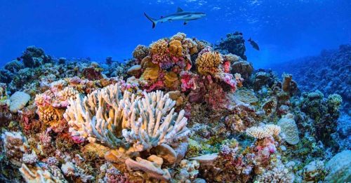 全球珊瑚礁50年来面积减半 物种多样性降60%