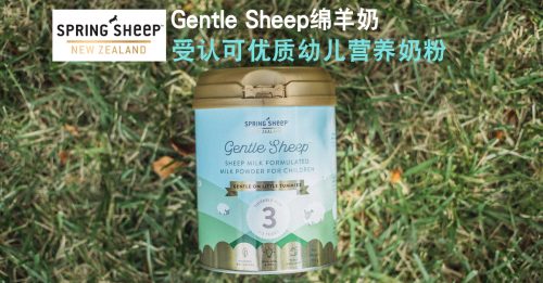Spring Sheep Gentle Sheep绵羊奶 受认可的优质幼儿营养奶粉