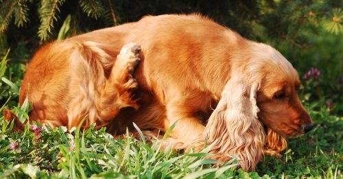 ◤宠物情缘◢狗狗常见10种皮肤病