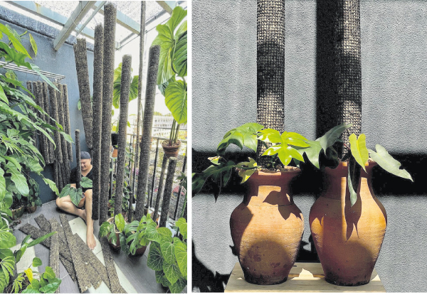Jeffrey住家犹如热带雨林，每天生活在大自然中。整理水苔柱给观叶植物做攀附生长（左图），水苔柱是用铁丝网和水苔布置的，当植物爬越高，叶子就会越大。
