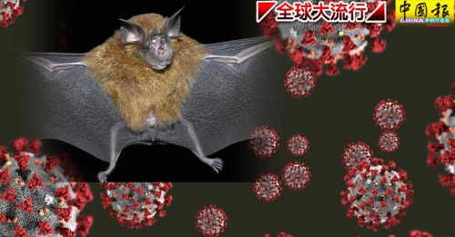 ◤全球大流行◢研究：蝙蝠携带病毒 最接近新冠肺炎原始毒株