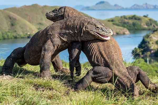 科摩多巨蜥是世上体型最大蜥蜴，目前栖地仅有印尼小巽他群岛的部分岛屿。