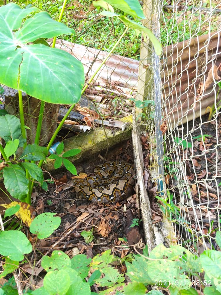 吞噬鸡只后盘踞休息的蟒蛇，藏身在篱笆角落。