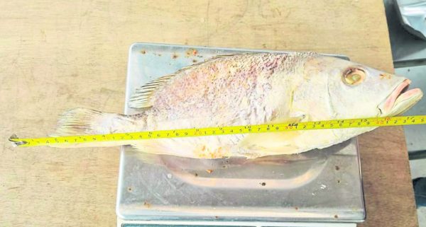 目前，市面上最高价的梅香咸鱼是以野生红鱼制成，一公斤价格上百令吉，而真正野生的红鱼拥有亮红色泽。