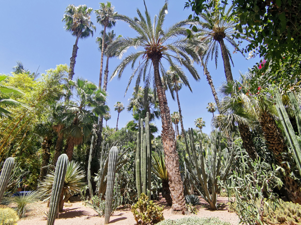 伊夫圣罗兰花园原本叫马约尔花园 Jardin Majorelle，曾是法国艺术家马约尔Jacques Majorelle亲手建造的私人别墅，后又被法国时装大师伊夫.圣.罗兰（Yves Saint Laurent）买下并居住数载。现在开放成为马拉喀什最具人气的景点，为了一度里面的仙人掌，我可是顶着超级毒辣大太阳排队将近一小时才进到去。