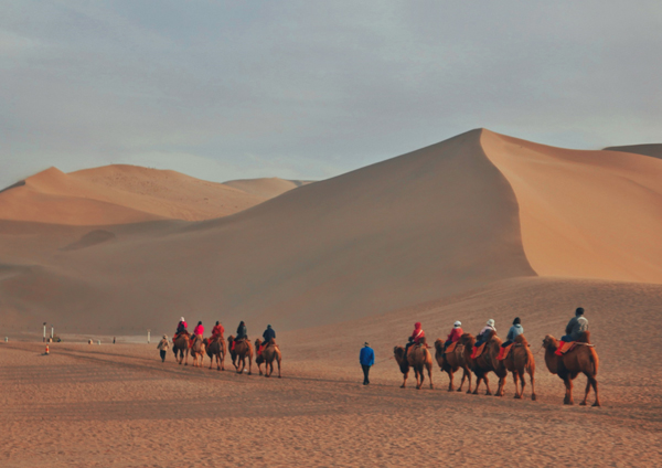 骆驼与大漠。