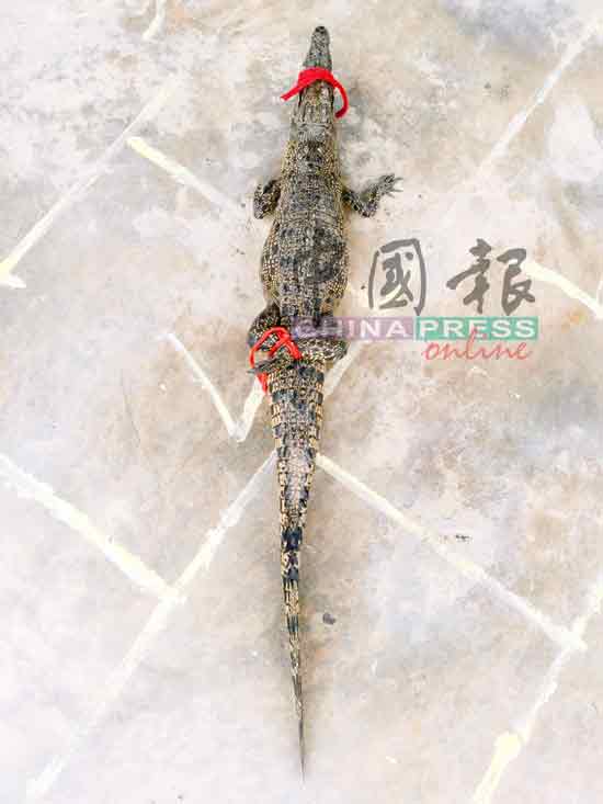 被捕的小鳄鱼全长1.05公尺（约3尺长）。