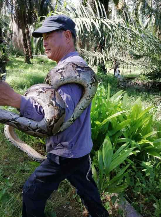 张松城曾在自己的园地捕获蟒蛇。
