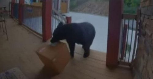 黑熊闯民宅 偷走14.9公斤包裹