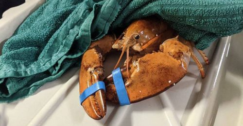 三千万分之一几率 超罕见橙色龙虾获救