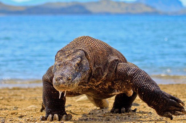 科摩多巨蜥是现存世上体型最大的蜥蜴，分布于印尼的4座岛屿。（资料图）