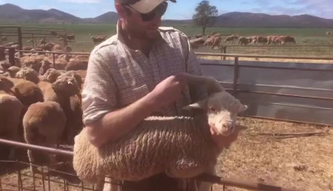 澳洲惊见其中1只小羊竟然有5只脚，而且站在头上。