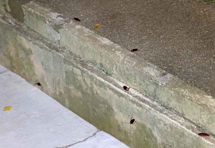 蟑螂多是隐身在沟渠的内壁，有时蟑螂会多到爬出路边或草皮，吓坏不少路人。