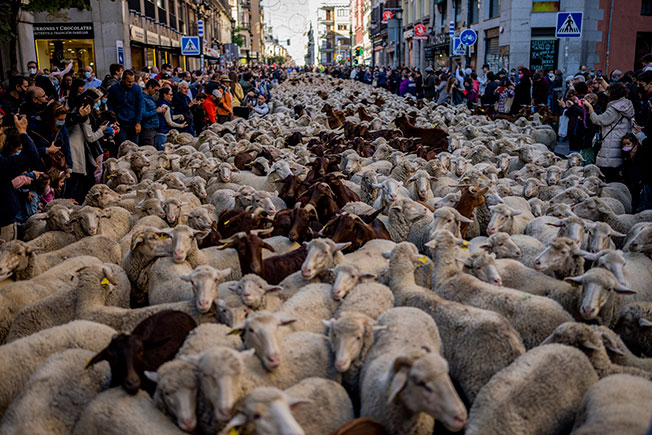 羊群浩浩荡荡在马德里大街上走着，吸引路人围观。（美联社）