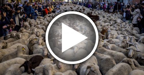 迁徙放牧节重返马德里 数千只羊挤爆市区