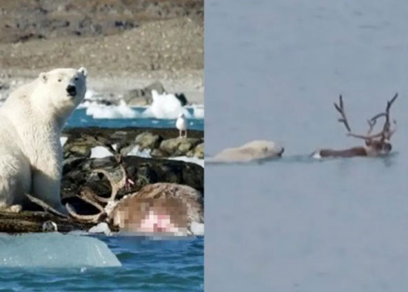 北极熊猎杀驯鹿的过程画面曝光。