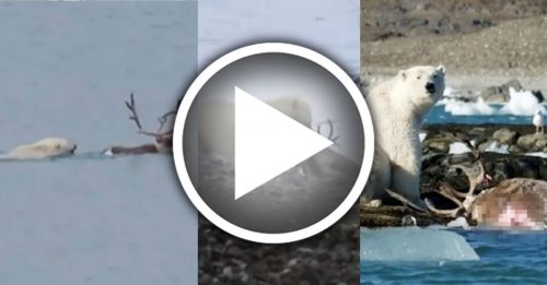 全球暖化被迫上岸找猎物 北极熊捕食驯鹿首曝光