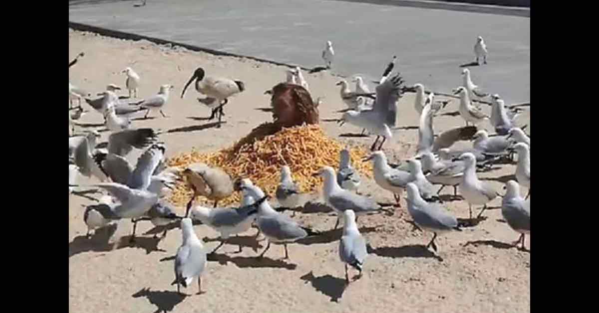 布鲁修赛被“活埋”在沙子里，柯林斯基把所有的薯条倒在他头部周围，此举果然引来沙滩上的海鸥前来“享用大餐”。
