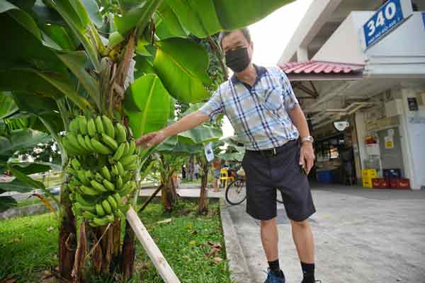 不舍得迷你香蕉园被清除，卓湘恪恳请宏茂桥市镇会能考虑保留香蕉园。