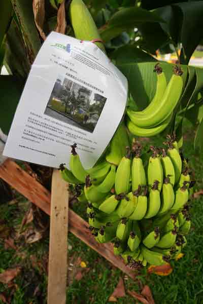 宏茂桥市镇会27日贴上告示，要求种植者在29日清楚香蕉树和摆设的盆栽。
