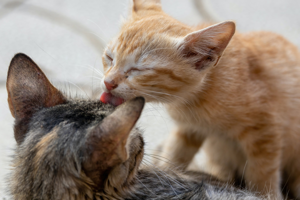 猫咪会帮喜欢的对象舔舐自己舔不到的地方。