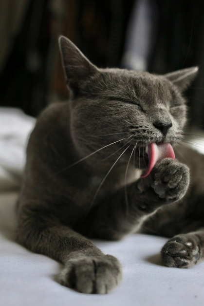 如果猫咪过度舔舐，需非常小心检视是否因为压力或焦虑。