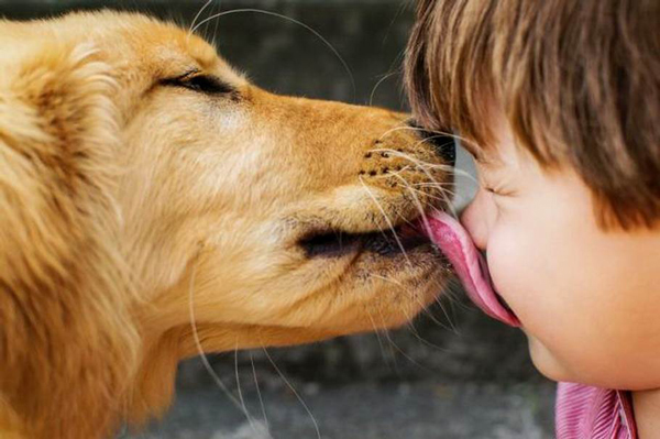 从小跟狗狗一起长大的孩子能够增强免疫力。