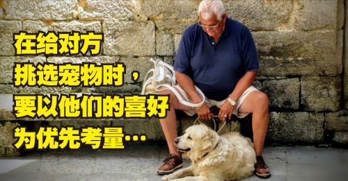 ◤宠物情缘◢怎样狗狗适合老人？