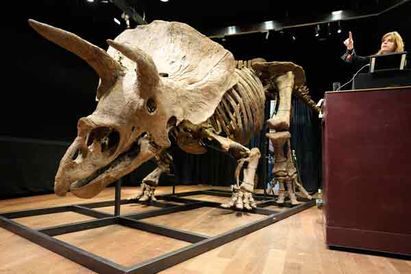 美国收藏家以660万欧元拍下的最大三角龙化石。

