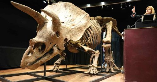 最大三角龙化石 收藏家花3191万买下　