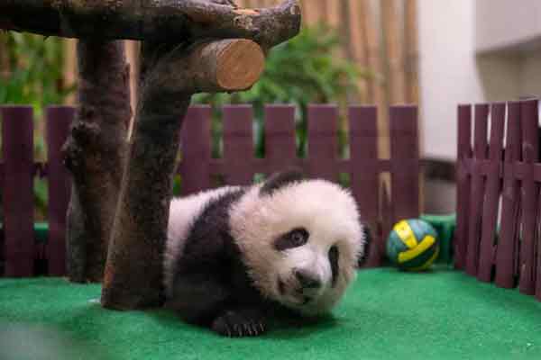 国家动物园重开首日，第3只熊猫幼崽成为亮点。