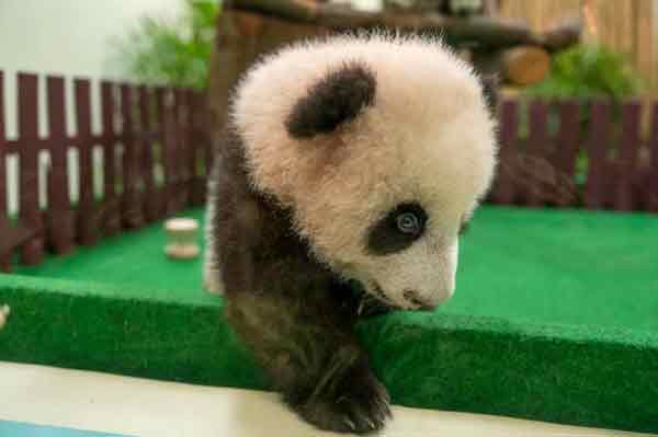 国家动物园重开首日，第3只熊猫幼崽成为亮点。