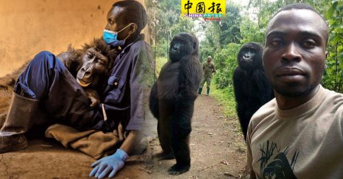 全球最会自拍大猩猩  保育员怀里咽下最后一口气