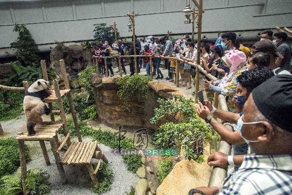 图为访客在熊猫馆围观“兴兴”和“靓靓”。