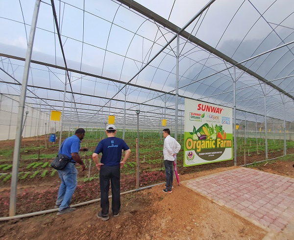 怡保双威城有机农场采用园艺实践，推动可持续式的方式种植及收割食材。