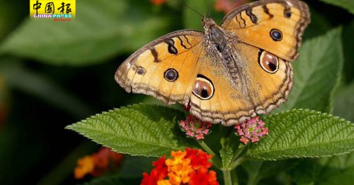 全球暖化下的虫虫危机  蝴蝶数量创历史新低