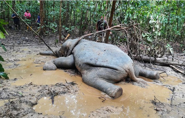 苏高附近的野生动物保护区内，发现一具毙命数日的雌性小矮象尸体。